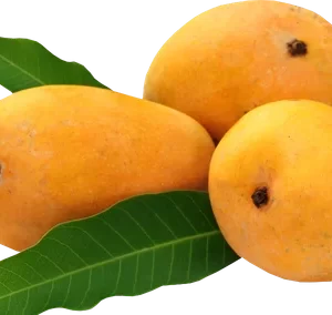Payari Mango