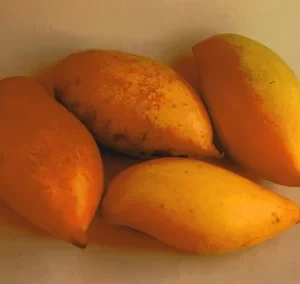 Rajapuri Mango